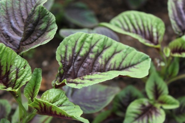 variegated amaranth leaves