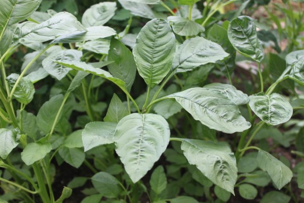 green amaranth leaves