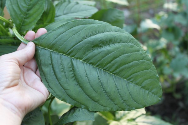 amaranth leaf