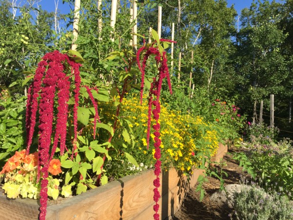 flowering amaranth