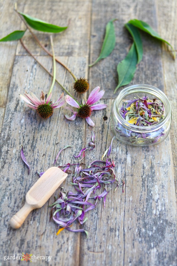 fresh echinacea flowers and dried echinacea petals