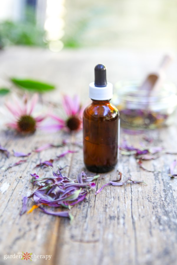 echinacea root tincture with dried echinacea petals