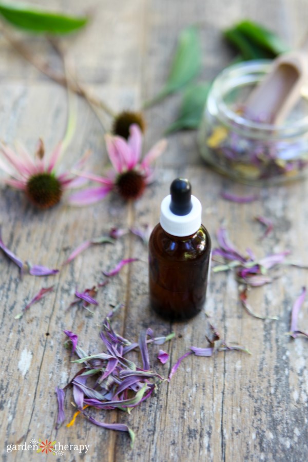 echinacea root tincture with coneflowers from the garden