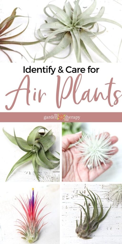 how to identify which type of air plant you have