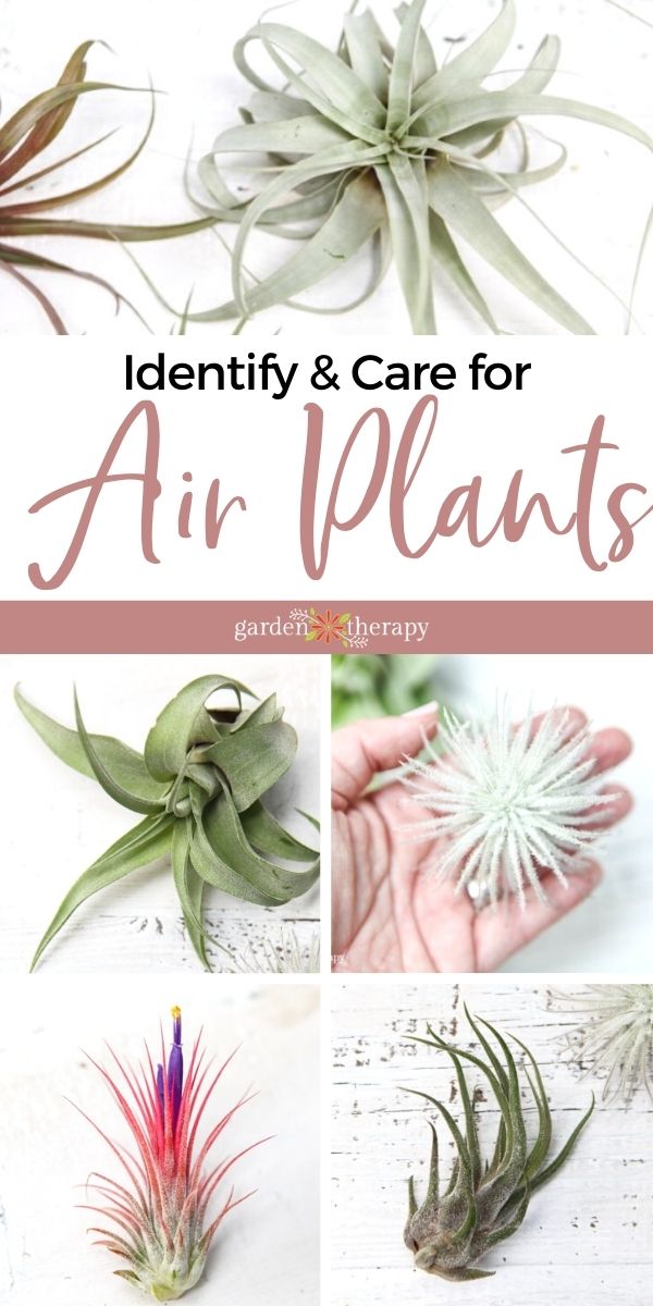 how to identify which type of air plant you have