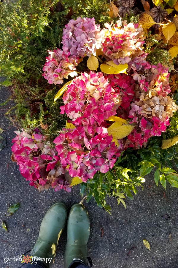 Harvesting Hydrangeas for Wreaths