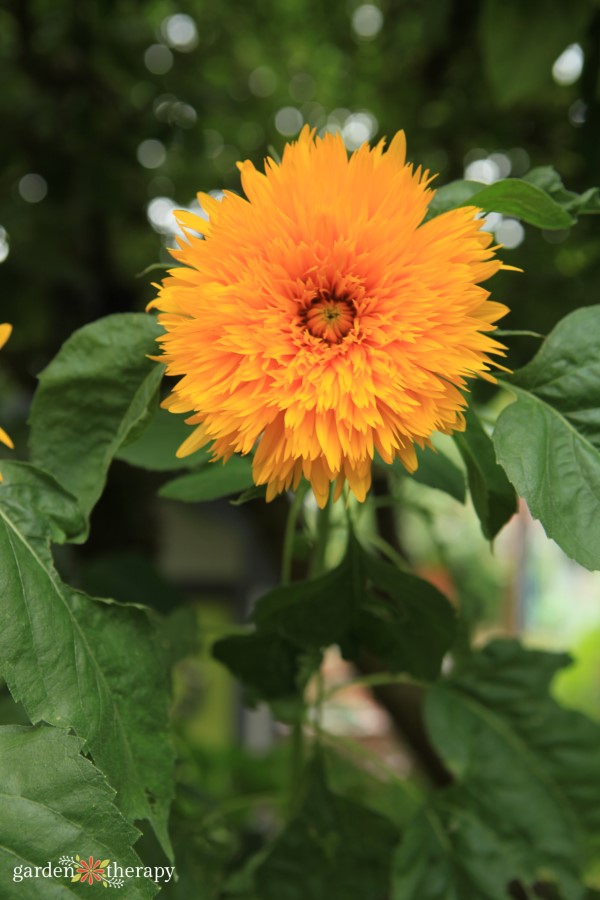 Gold double sunflower