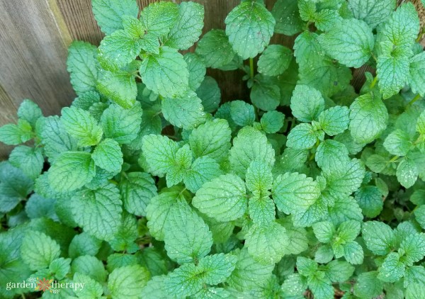 Las hojas de bálsamo de limón crecen en el jardín