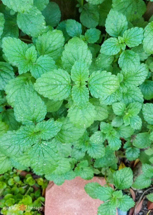 Lemon Balm in a tea garden