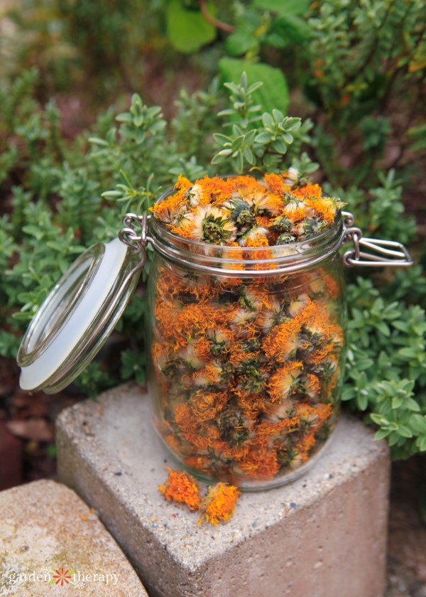 Sun Dried Dandelion Flowers for Infused Oil