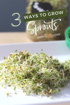 Easy, Nutritious, and Yummy: Three Ways to Grow Sprouts - Garden Therapy