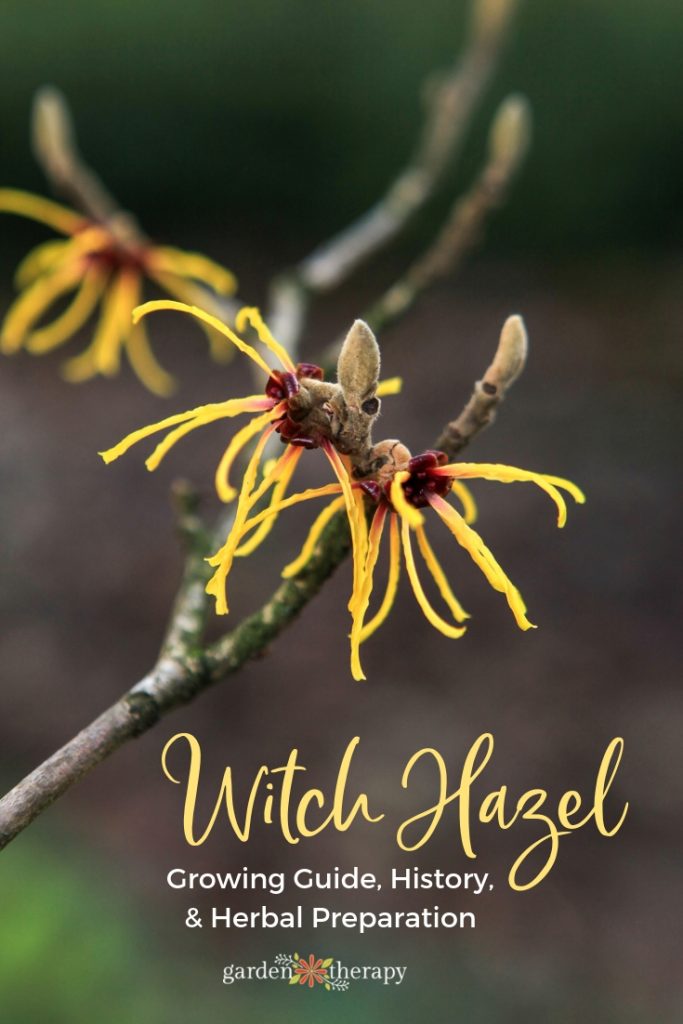 Witch Hazel Growing Guide and Herbal Preparation