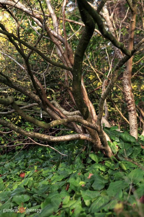 Witch Hazel Trunk