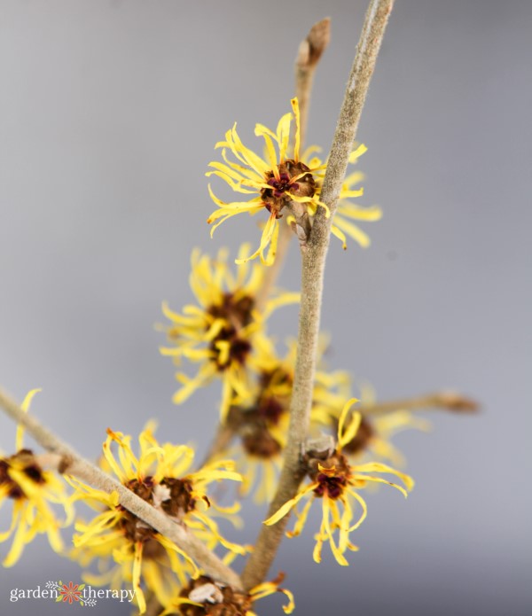 Witch Hazel in Bloom