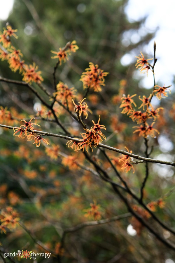 Witch Hazel in bloom Jelena