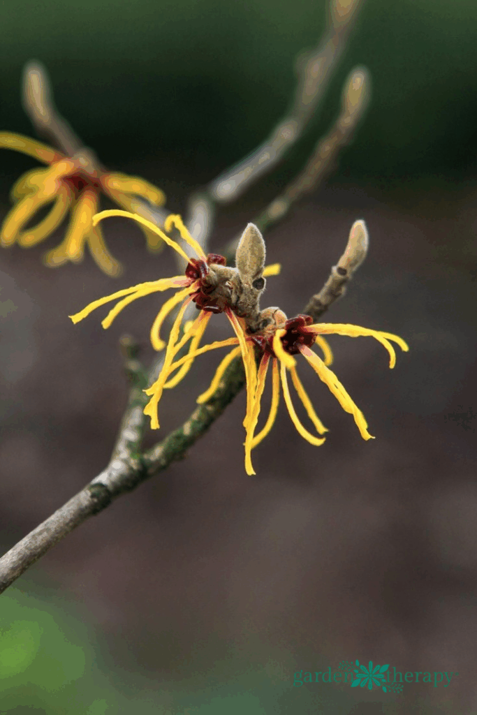 witch hazel plant growing guide