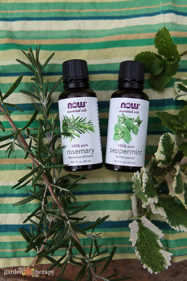 Rosemary and peppermint essential oils