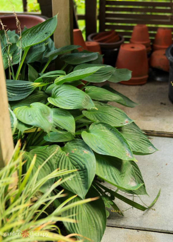 Hostas - the perfect hiding spot for slugs