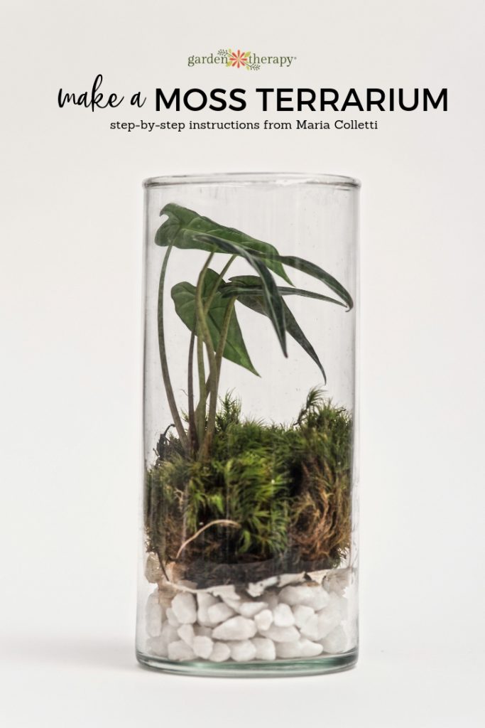 Make a Moss Terrarium Garden Instructions from Maria Colletti