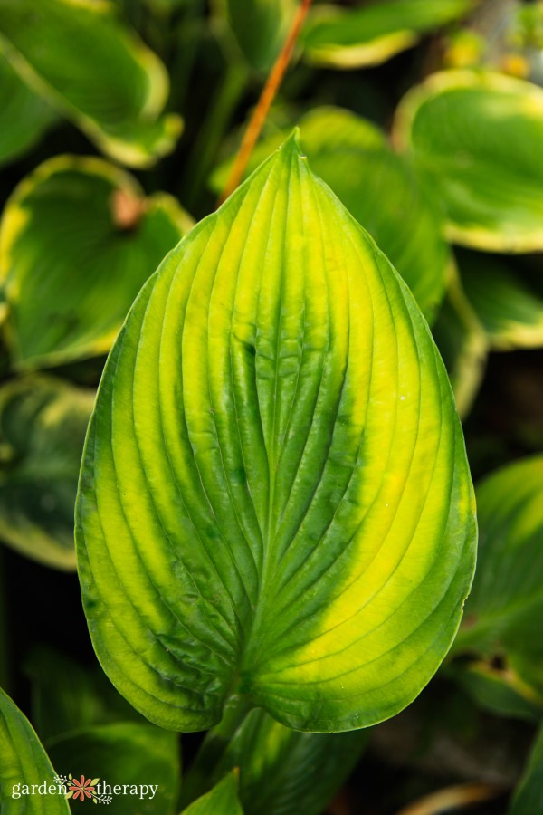 The Essential Guide To Growing Hostas The Shade Garden Beauty Garden Therapy