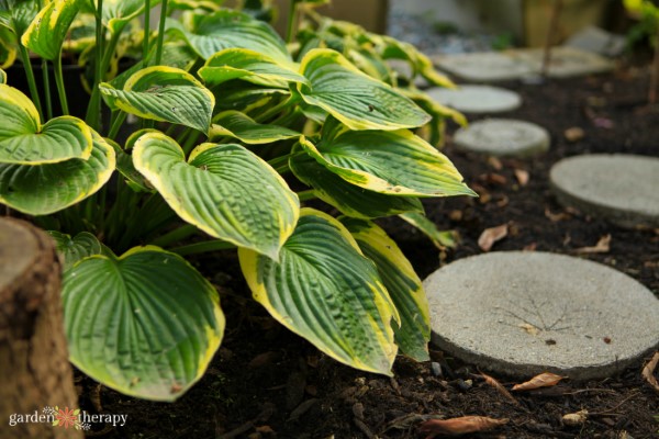 hosta next to concrete stepping stones in the shade garden