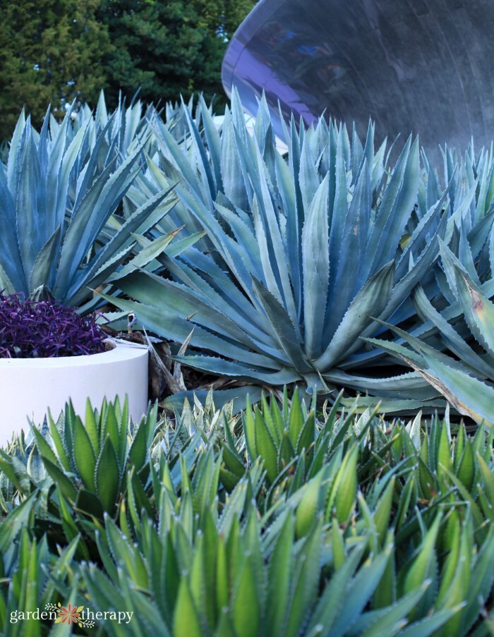 blue agave