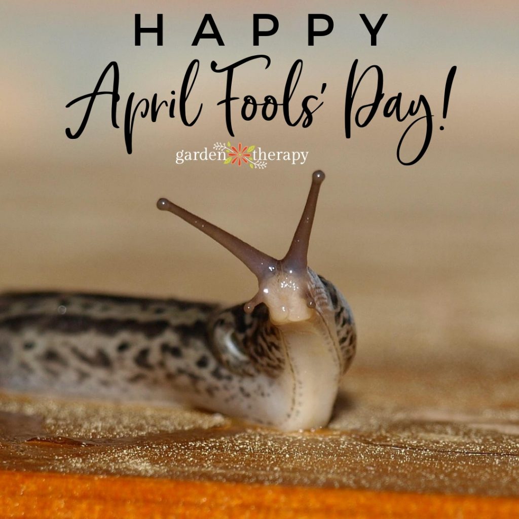 April Fools Day Slug