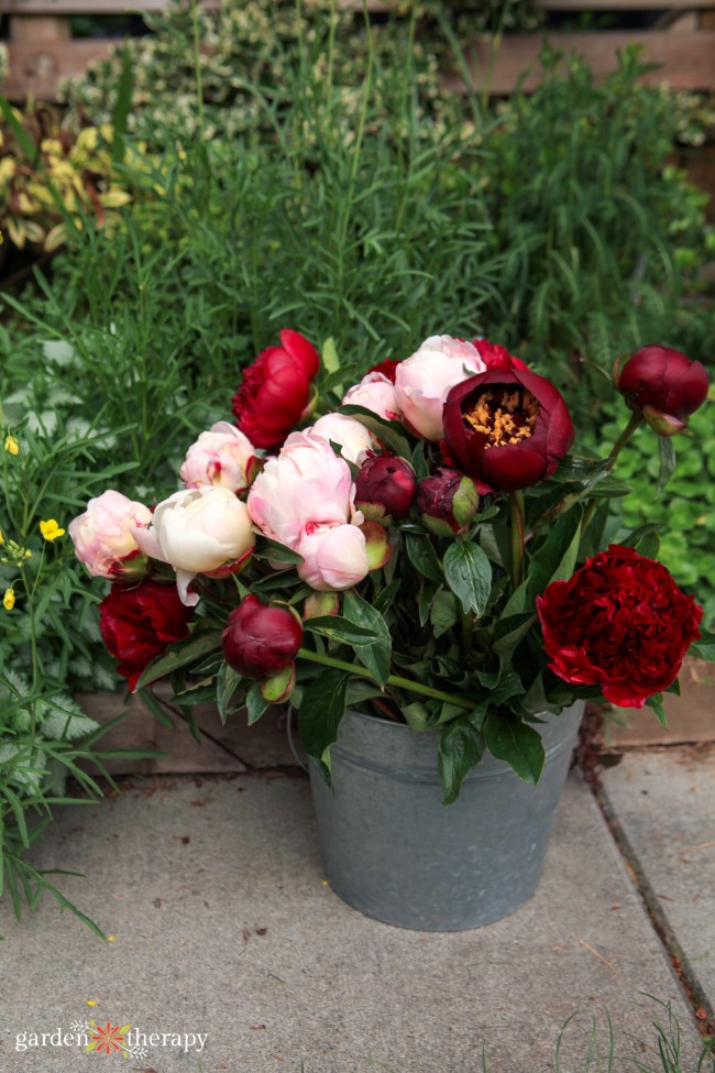 Bucket of cut peony flowers in a garden