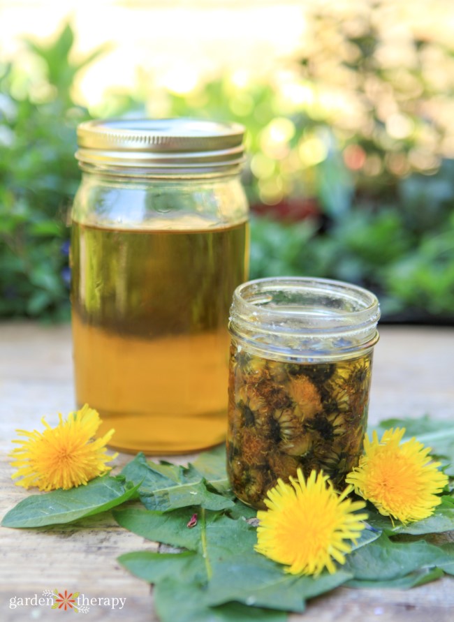 Dandelion infused olive oil