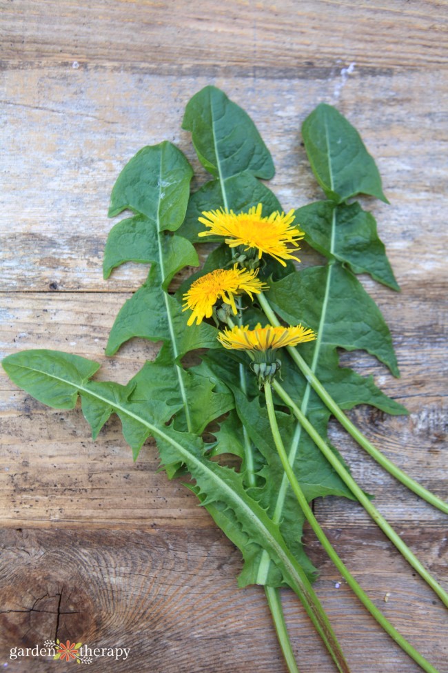 Dandelion leaves and flowers