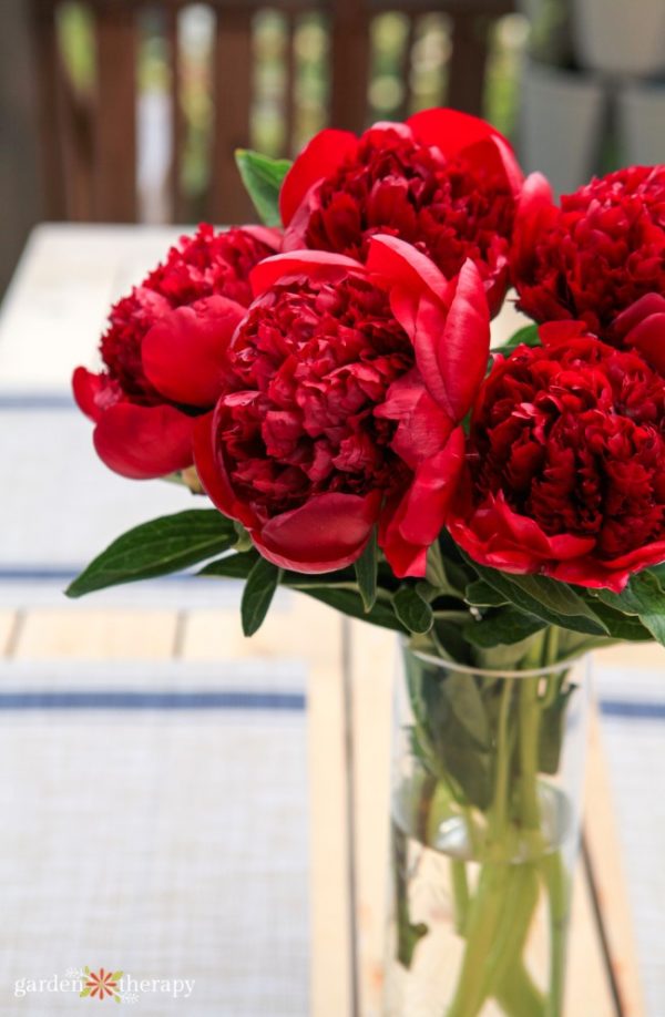 Perfect Peonies How to Grow, Harvest, and Show Off Garden Peonies