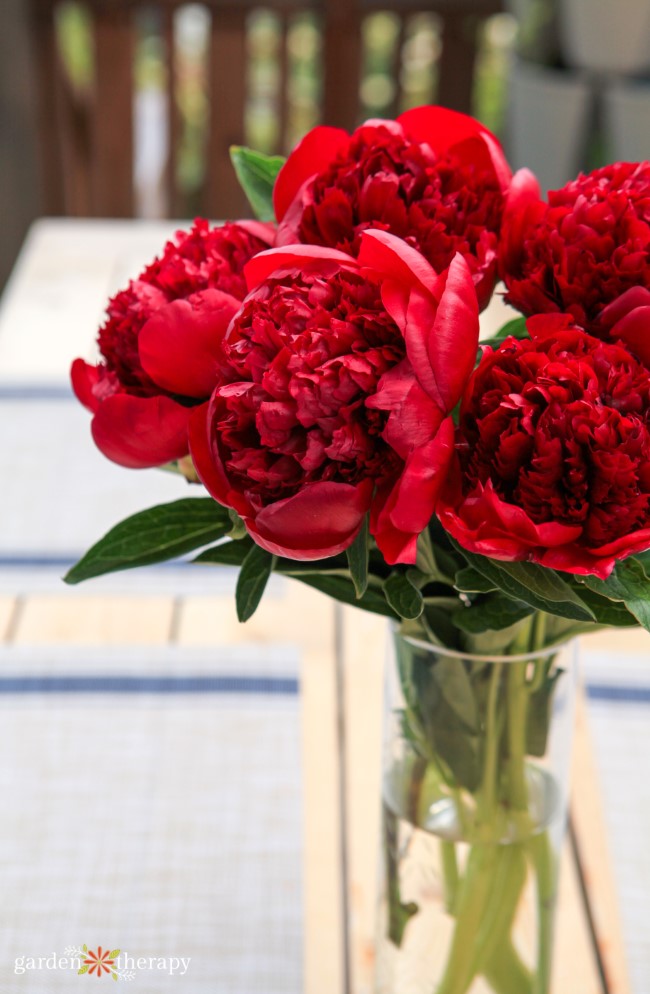 Displaying Double Bomb Peonies