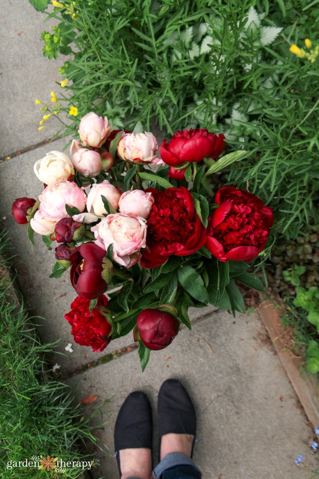 Freshly Cut Peonies in the Garden