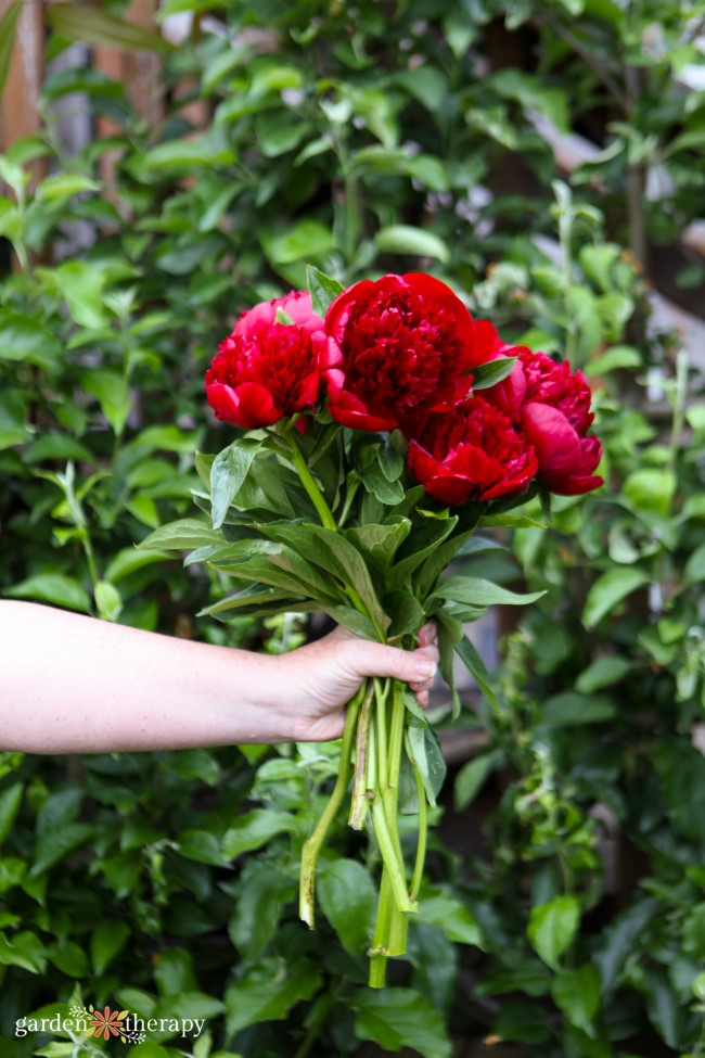 Hand Holding a Bouquet of Red Peonies