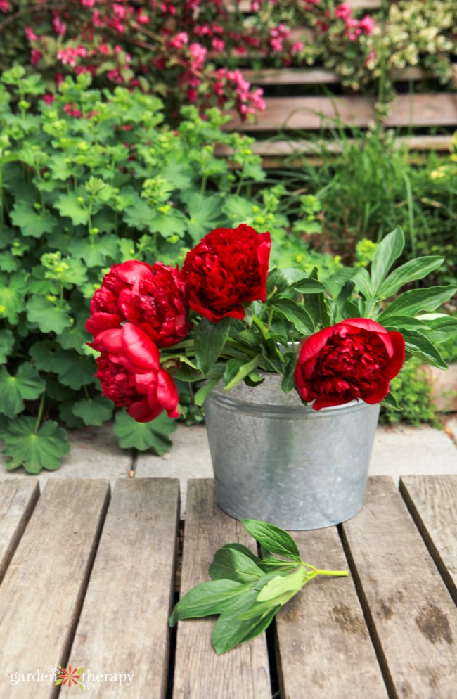 Harvesting Double Bomb Peonies