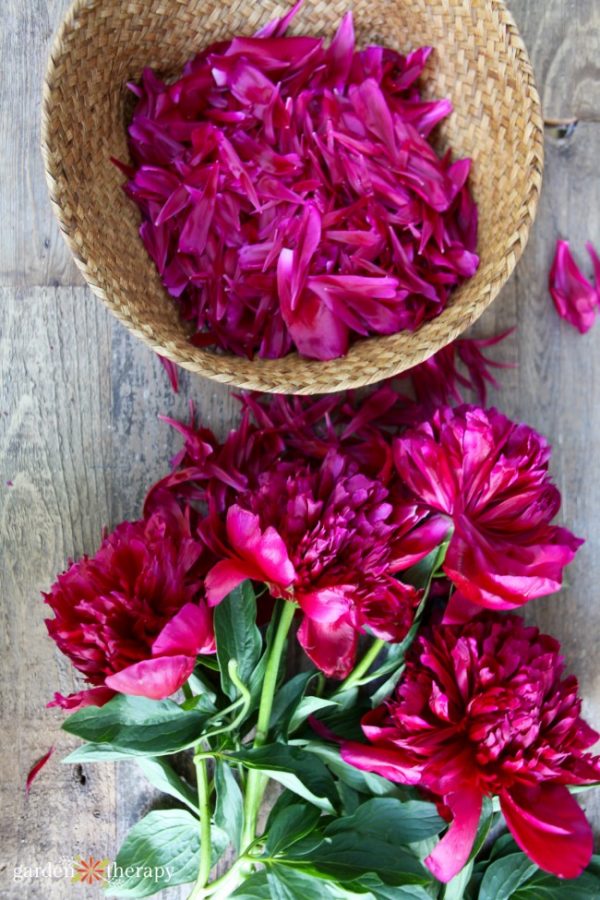 How to Dry Flowers + 14 Dried Flower Petal Projects Garden Therapy