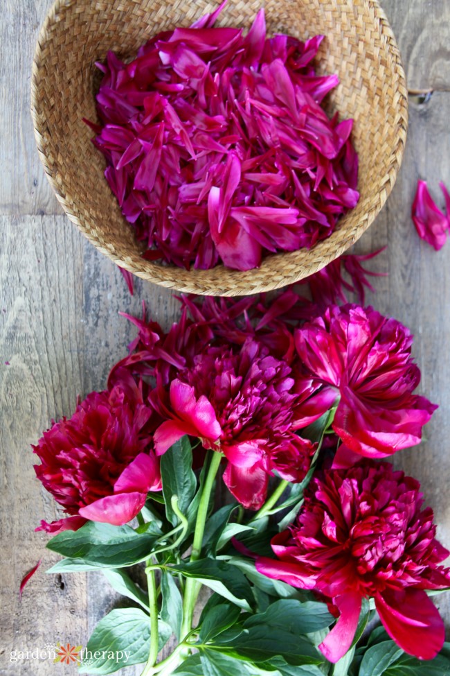 Harvesting Peony Petals