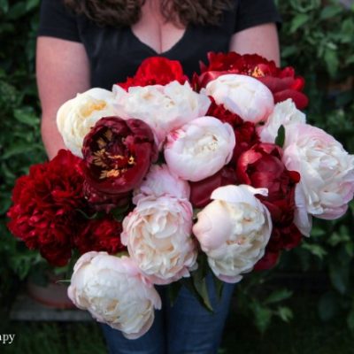 Holding a huge bouquet of peonies