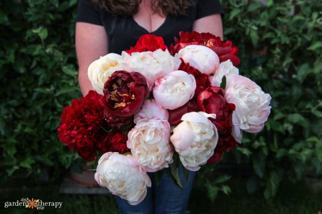 Holding a huge bouquet of peonies