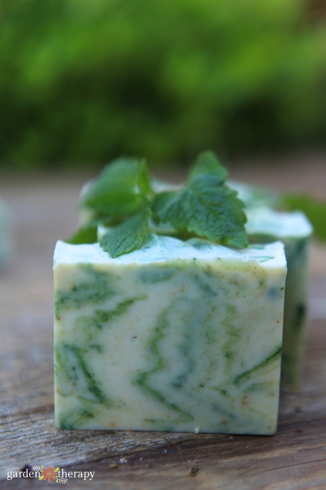 Lovely Lemon Balm Soap (Cold Process Recipe) Garden Therapy