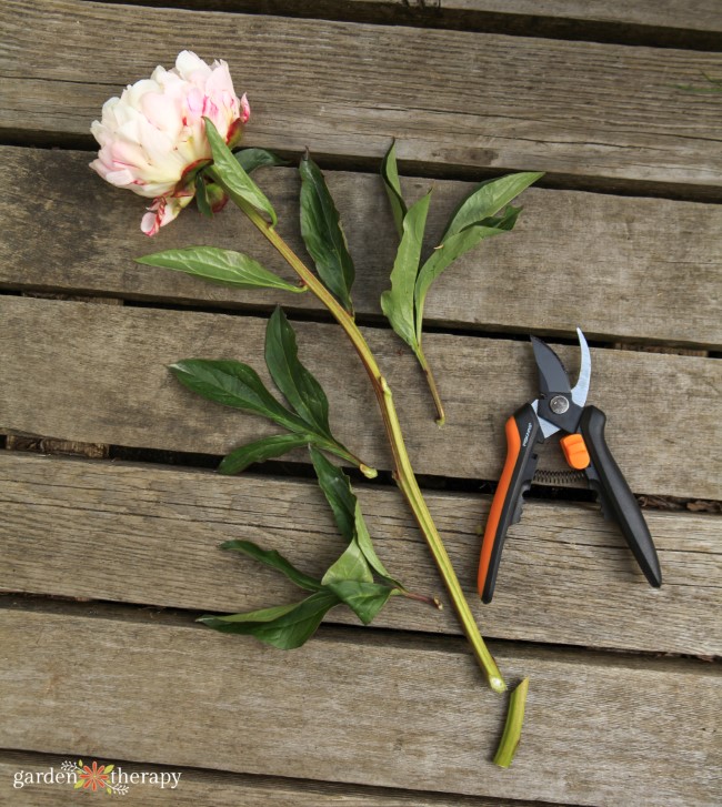 How to cut the leaves off a peony