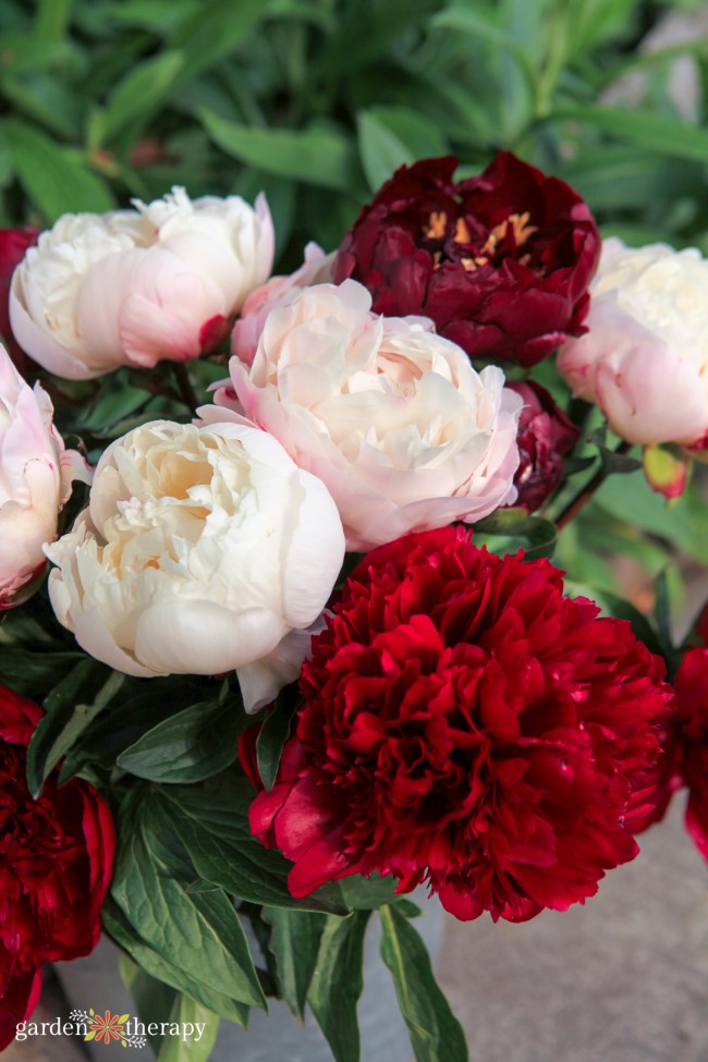 Many different types of peonies