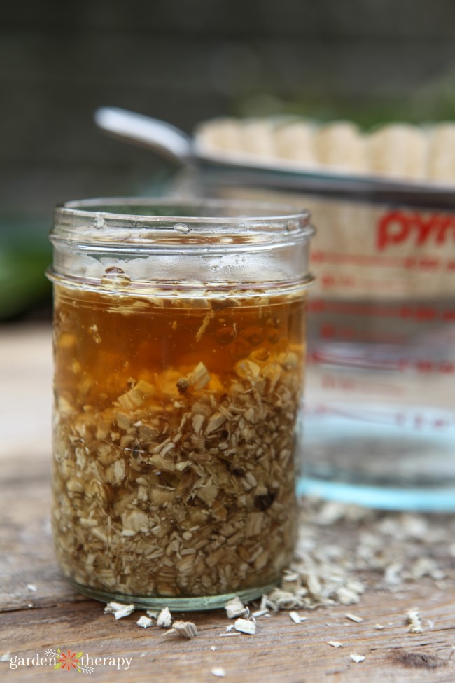 Marshmallow root infusion in a mason jar