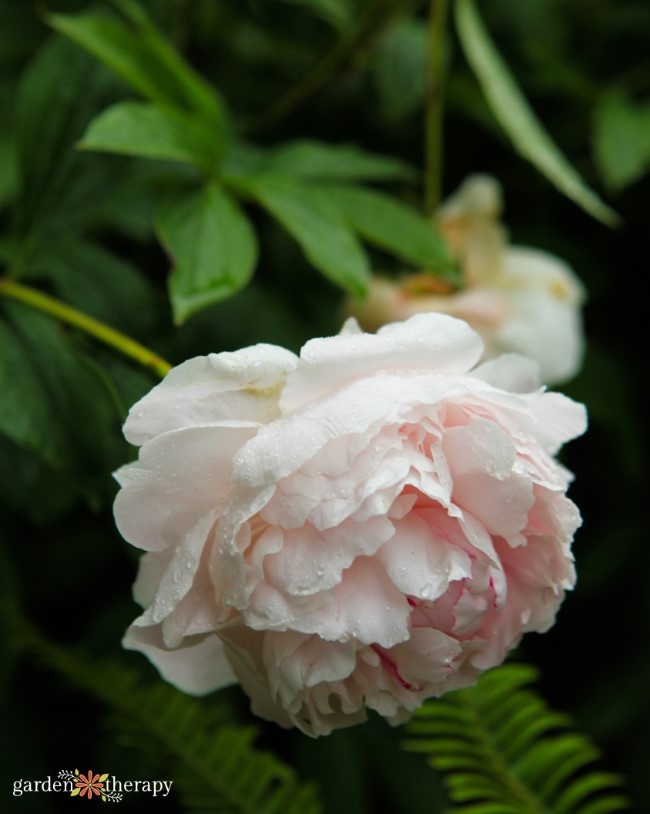 Double Pink Peony (Paeonia 'Double Pink') in Vancouver Victoria