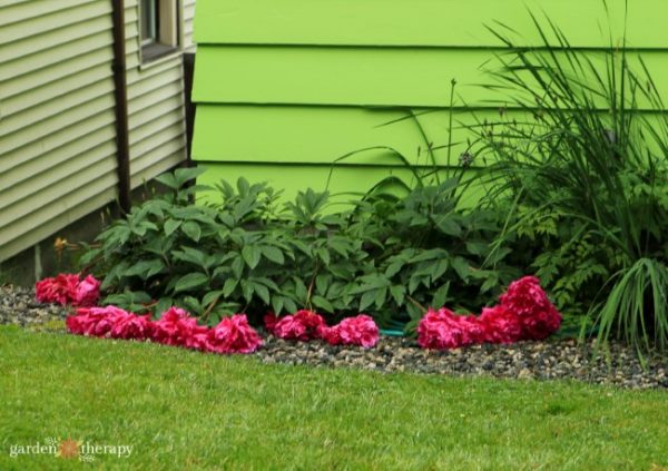 Perfect Peonies: How To Grow, Harvest, And Show Off Garden Peonies