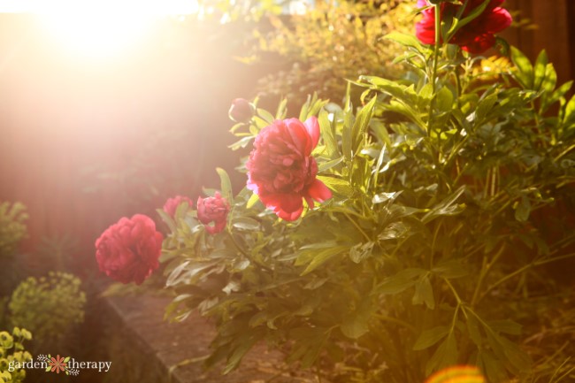 peonias al sol