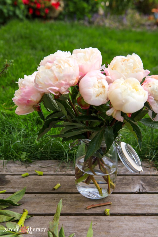 Pink Peony arrangement in a jar