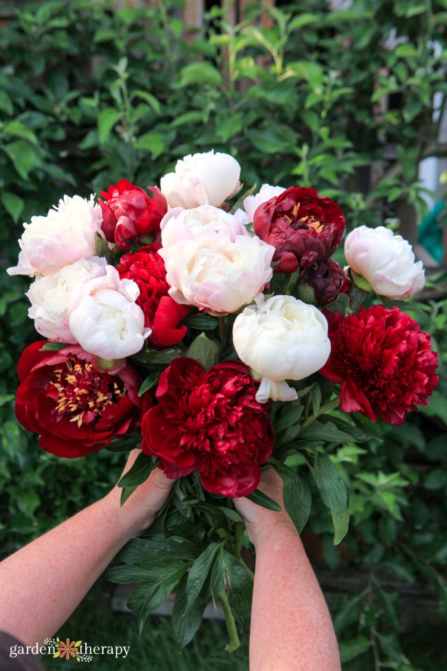 Facts About Peonies, Peony Care, Planting Peonies