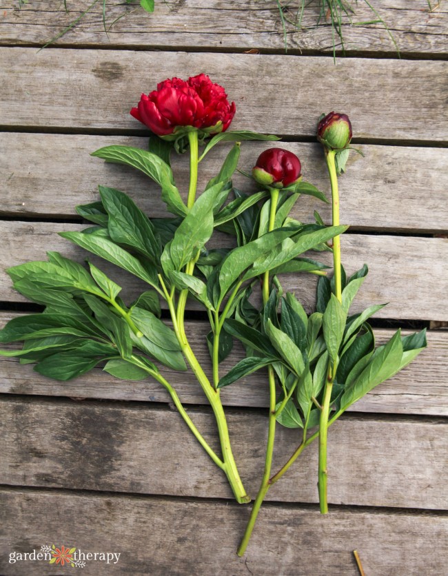 When to Cut Peonies