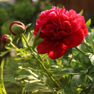 When to cut double bomb peonies